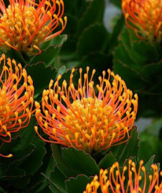 Orange protea flowers
