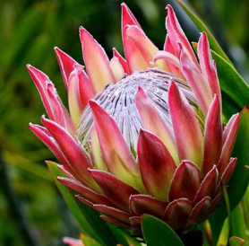 Protea flower close up